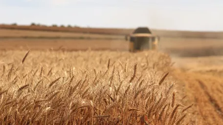 Plant food cultivation Cultivation and agriculture influence the quality of plant-based foods.