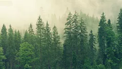 Foggy forest with mostly cornifores